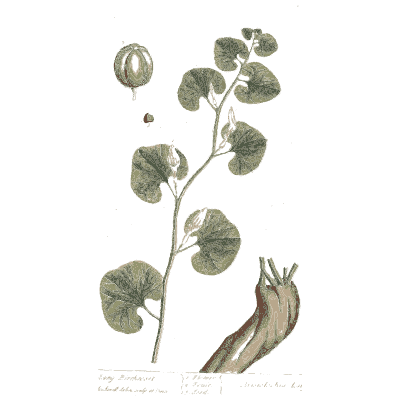 Round leaves with fruit and root - A Curious Herbal: Five Hundred Cuts - 1737