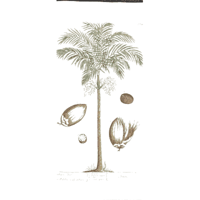 Palm tree with nuts - A Curious Herbal: Five Hundred Cuts - 1737