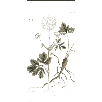 Umbel herb with a taproot - A Curious Herbal: Five Hundred Cuts - 1737