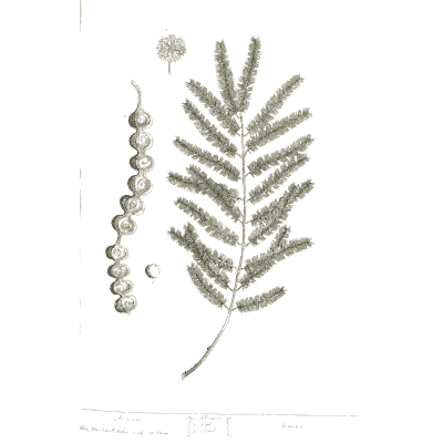 Fern frond with a seed string - A Curious Herbal: Five Hundred Cuts - 1737