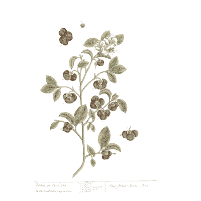 Branch with clustered brown berries - A Curious Herbal: Five Hundred Cuts - 1737