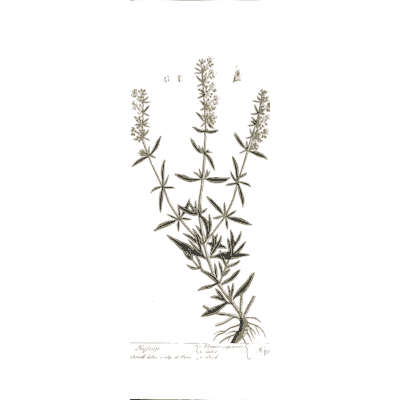 Whorled-leaf herb with flower spikes - A Curious Herbal: Five Hundred Cuts - 1737