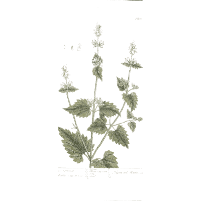 Toothed herb with flower whorls - A Curious Herbal: Five Hundred Cuts - 1737