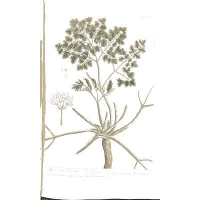 Large umbel with a cut root - A Curious Herbal: Five Hundred Cuts - 1737