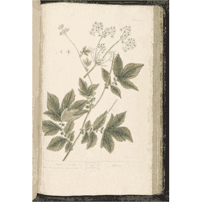 Vine with lobed leaves and umbels - A Curious Herbal: Five Hundred Cuts - 1737