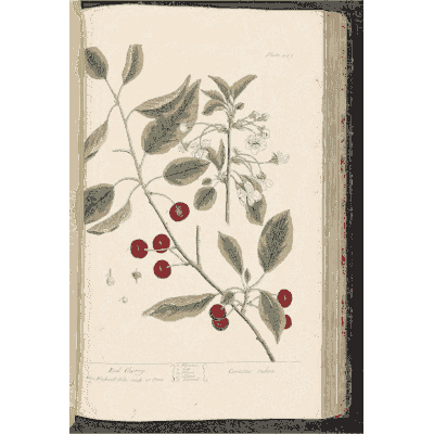 Leafy stem with red berries - A Curious Herbal: Five Hundred Cuts - 1737