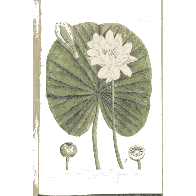 Water lily with a round leaf - A Curious Herbal: Five Hundred Cuts - 1737