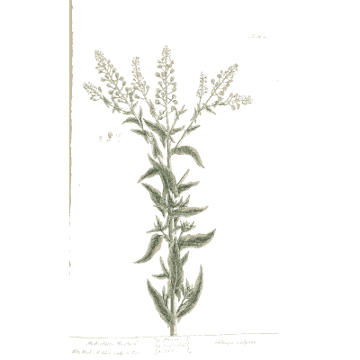 Herb with branching flower spikes - A Curious Herbal: Five Hundred Cuts - 1737