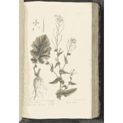 Lobed leaf with a rooted flower stem - A Curious Herbal: Five Hundred Cuts - 1737