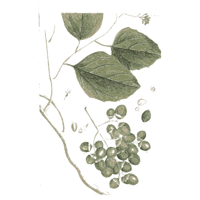 Vine with round seed cases - A Curious Herbal: Five Hundred Cuts - 1737