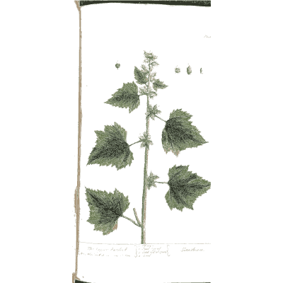 Stem with lobed leaves and small fruit - A Curious Herbal: Five Hundred Cuts - 1737