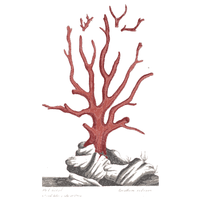 Red coral branch - A Curious Herbal: Five Hundred Cuts - 1737