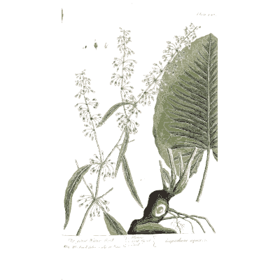Large leaf with flower spikes - A Curious Herbal: Five Hundred Cuts - 1737