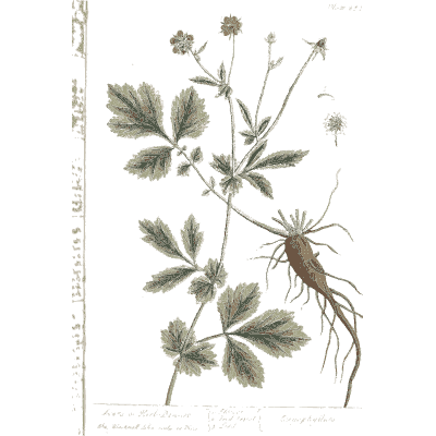 Herb with cut leaves and a forked root - A Curious Herbal: Five Hundred Cuts - 1737