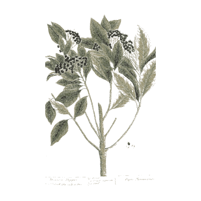 Leafy stem with dark seed clusters - A Curious Herbal: Five Hundred Cuts - 1737