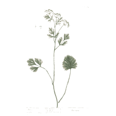 Umbel stem with a single leaf - A Curious Herbal: Five Hundred Cuts - 1737