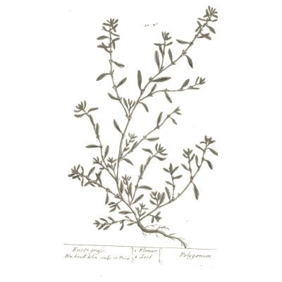 Knotgrass with wiry stems - A Curious Herbal: Five Hundred Cuts - 1737