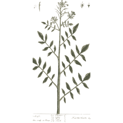Upright herb with paired leaflets - A Curious Herbal: Five Hundred Cuts - 1737