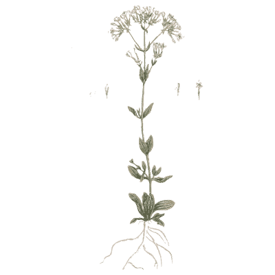 Rooted herb with a flat flower head - A Curious Herbal: Five Hundred Cuts - 1737