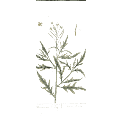 Wiry herb with cut leaves and a pod - A Curious Herbal: Five Hundred Cuts - 1737