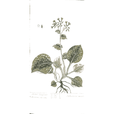 Rooted herb with veined leaves - A Curious Herbal: Five Hundred Cuts - 1737