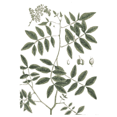 Pinnate branch with a seed - A Curious Herbal: Five Hundred Cuts - 1737