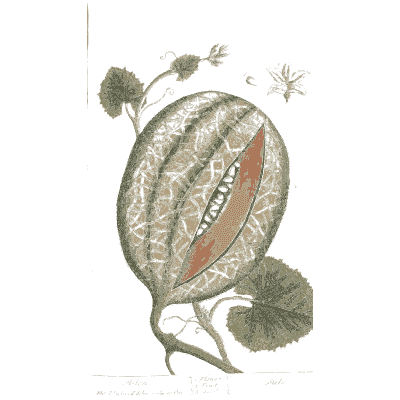 Cut melon with seeds - A Curious Herbal: Five Hundred Cuts - 1737