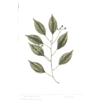 Branch with oval leaves and buds - A Curious Herbal: Five Hundred Cuts - 1737
