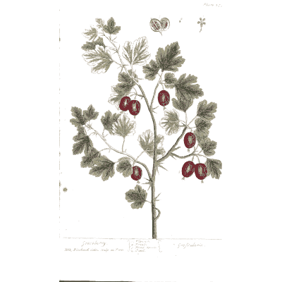Berry bush with lobed leaves - A Curious Herbal: Five Hundred Cuts - 1737