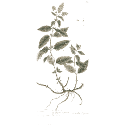 Toothed herb with a long root - A Curious Herbal: Five Hundred Cuts - 1737