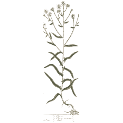 Sprawling stems with small white flowers - A Curious Herbal: Five Hundred Cuts - 1737