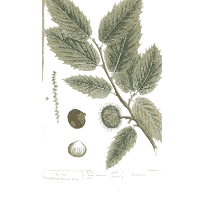 Hazel branch with nuts - A Curious Herbal: Five Hundred Cuts - 1737