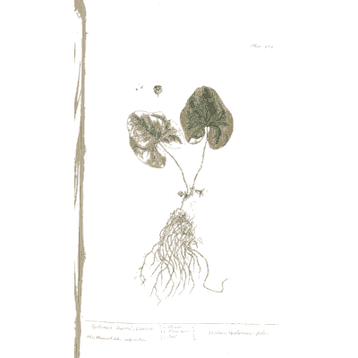 Rooted herb with a round leaf - A Curious Herbal: Five Hundred Cuts - 1737