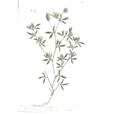 Trailing herb with small leaflets - A Curious Herbal: Five Hundred Cuts - 1737