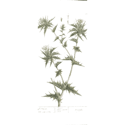 Spiny herb with prickly leaves - A Curious Herbal: Five Hundred Cuts - 1737