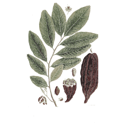 Pinnate branch with a dark pod - A Curious Herbal: Five Hundred Cuts - 1737