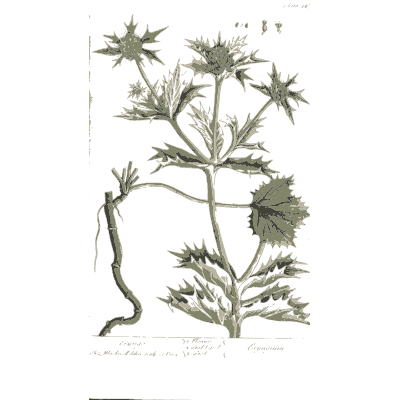 Spiny-leaved herb with a long root - A Curious Herbal: Five Hundred Cuts - 1737