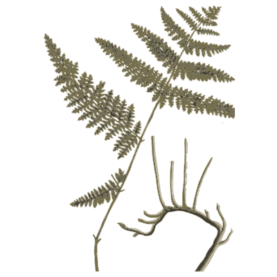 Fern frond with a curled shoot - A Curious Herbal: Five Hundred Cuts - 1737