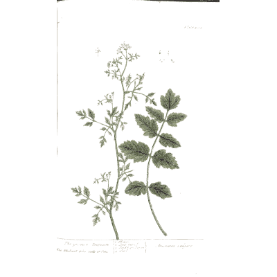 Herb with paired leaflets and flowers - A Curious Herbal: Five Hundred Cuts - 1737