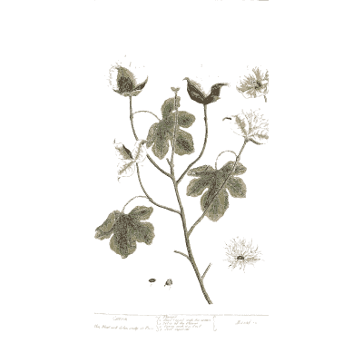 Cotton plant with open bolls - A Curious Herbal: Five Hundred Cuts - 1737