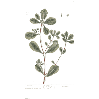 Stem with rounded leaflets - A Curious Herbal: Five Hundred Cuts - 1737