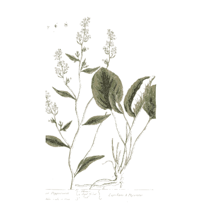 Stem with oval leaves and flower spikes - A Curious Herbal: Five Hundred Cuts - 1737