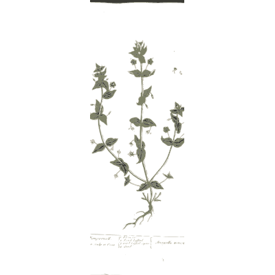 Creeping herb with flower whorls - A Curious Herbal: Five Hundred Cuts - 1737
