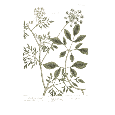 Pinnate herb with white flowers - A Curious Herbal: Five Hundred Cuts - 1737