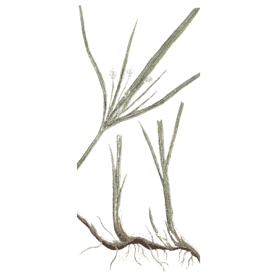 Grass with a creeping root - A Curious Herbal: Five Hundred Cuts - 1737