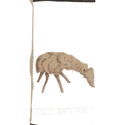 Grazing musk deer - A Curious Herbal: Five Hundred Cuts - 1737