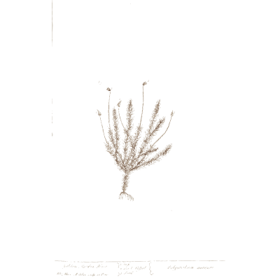 Bare twig with tiny flowers - A Curious Herbal: Five Hundred Cuts - 1737
