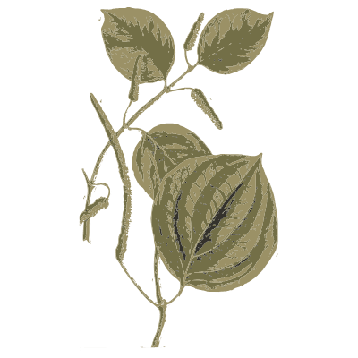 Twining stem with heart-shaped leaves - A Curious Herbal: Five Hundred Cuts - 1737