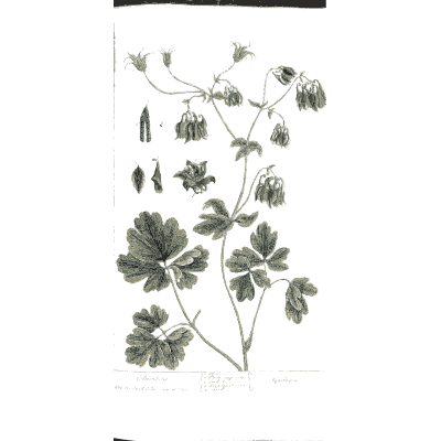 Columbine with nodding flowers and seed pods - A Curious Herbal: Five Hundred Cuts - 1737