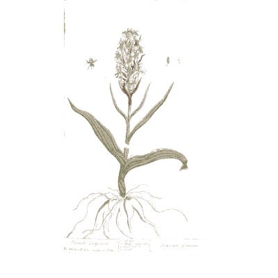 Strap-leaved plant with flower spike - A Curious Herbal: Five Hundred Cuts - 1737
